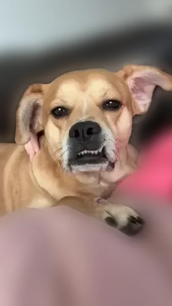 Lost dog, Rockwood Street, 503, La Porte - male, underbite - photo