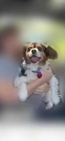 Lost dog, Baker Road, 154, Windsor - male, needs medication - photo