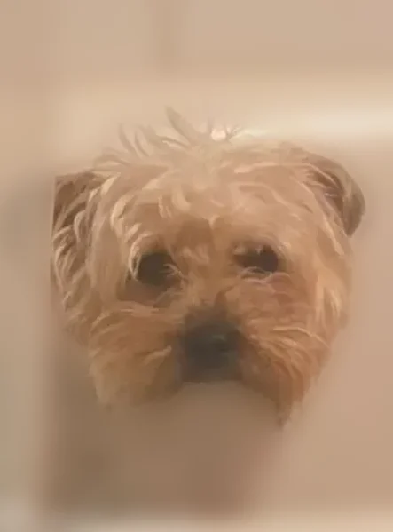 Lost dog, Keep Street, 826, Linden, Cambridge - male yorkie, 2 years old - photo