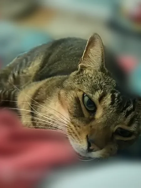 Lost cat, Fernandina Beach, Florida - medium-sized male, food-motivated - photo