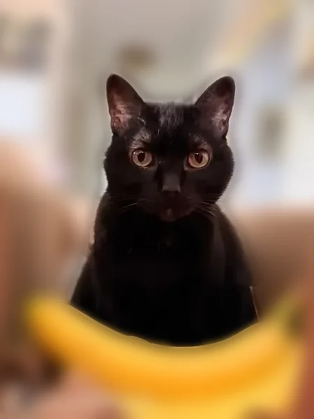 Lost cat, Hanover Street, 25, South Burlington - female, all black, yellow/green eyes - photo