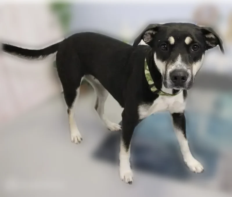 Lost dog, Lexington, Columbia - female, teal collar, microchipped - photo