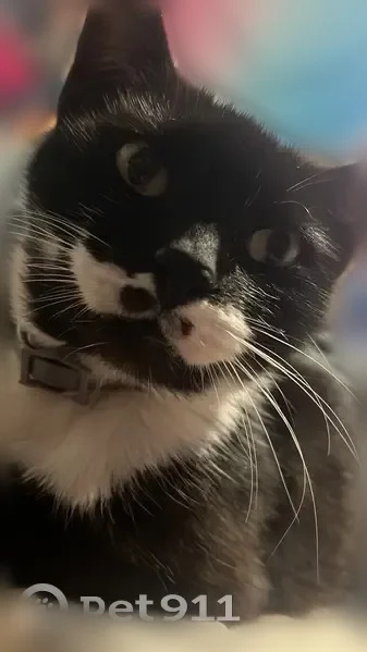 Lost cat, Cardinal Drive, 47, Falmouth - male, white moustache with two black spots - photo