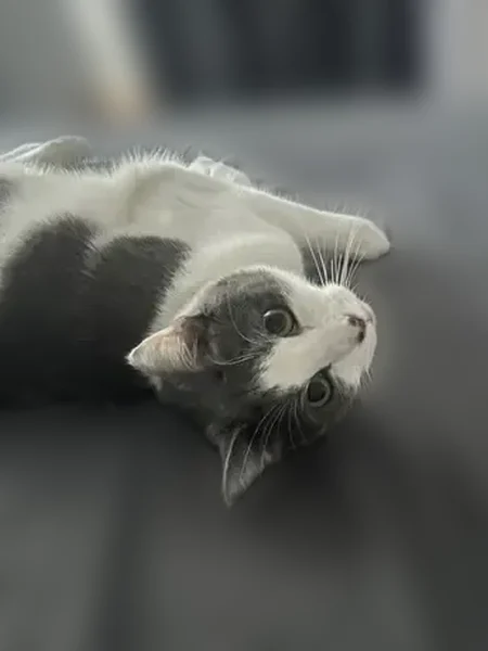 Missing cat Male, Asheville (usl538991) - photo