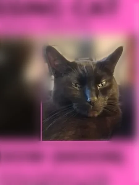 Lost cat, West Factory Road, Springboro, Columbus - male, all black, teal collar - photo