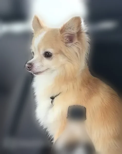 Lost dog, 820 West, 755, Kokomo - male, semi-aggressive, 6 lbs - photo