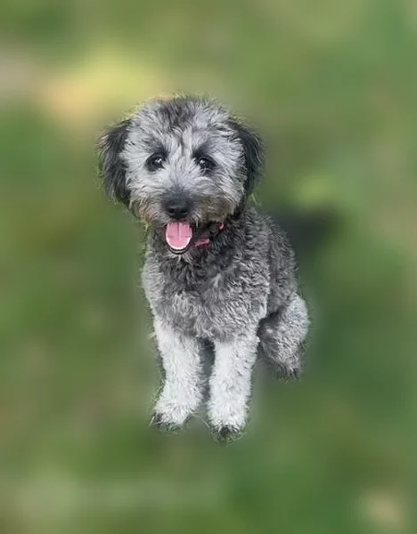 Lost dog, Haymarket Road, 39, North York — female, red collar - photo