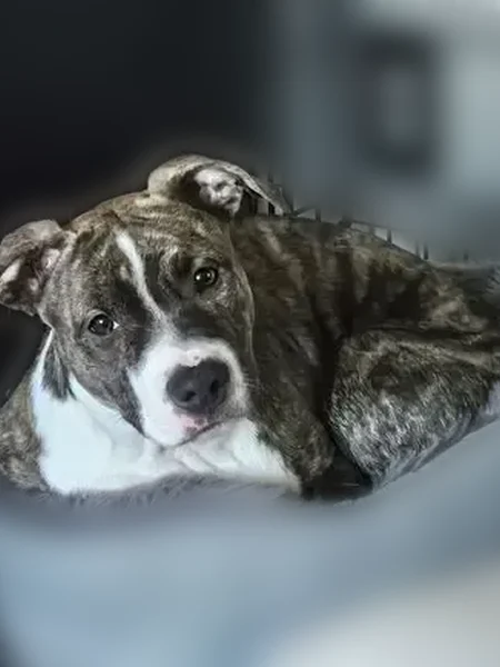 Lost dog, Poe Street, 617, South Lyon - male, shy to strangers - photo