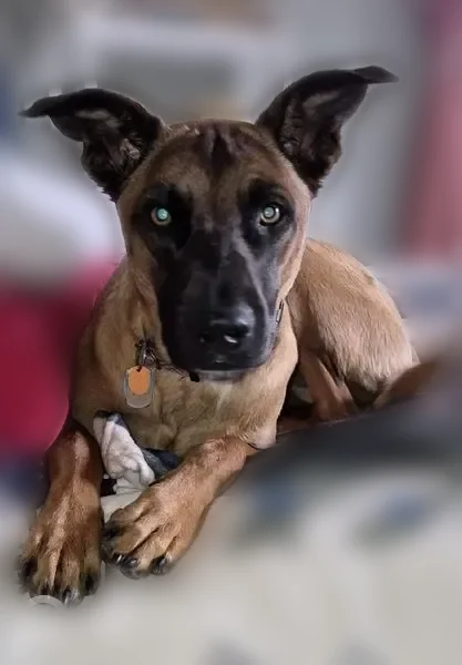 Lost dog, 123rd Avenue East, 30916, Graham - female, brown with a black face - photo