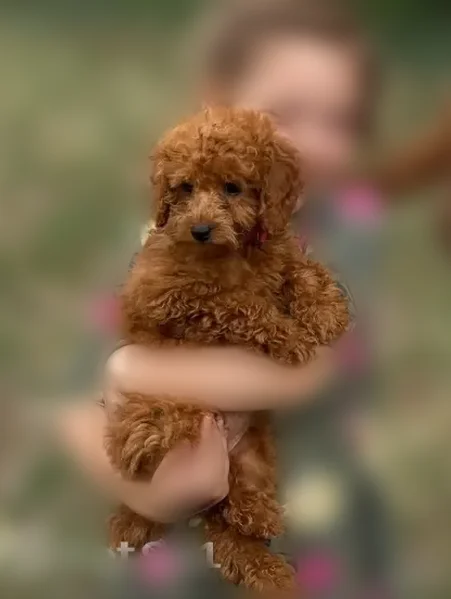 Lost dog, Windrose Lane Southwest, 366, Charlotte - female, 5 months old - photo