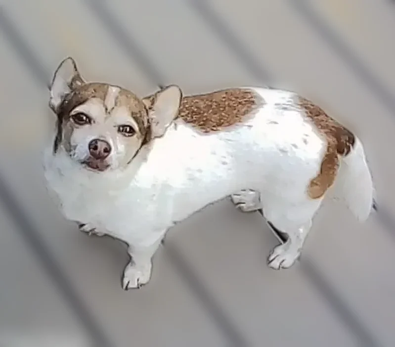 Lost dog, Southwest 216th Street, 9909, Vashon - male, white and brown, big ears - photo