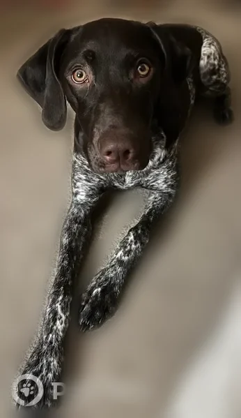 Lost dog, Watauga Road, 5905, Watauga - female German shorthaired pointer puppy with a bob tail - photo