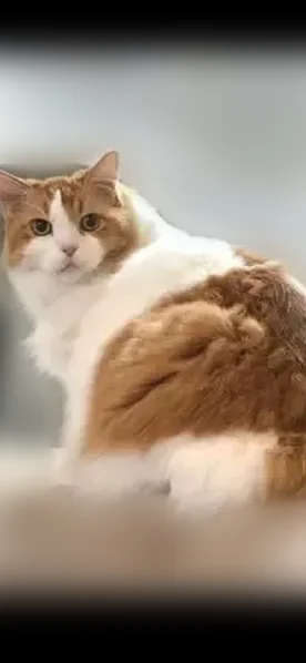 Lost cat, male, Arborview Drive, 207, Wylie, Dallas — 14-year-old, medical needs - photo