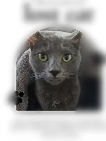 Lost cat, 79th Place Northeast, 16707, Kenmore - female, 3 years old - photo