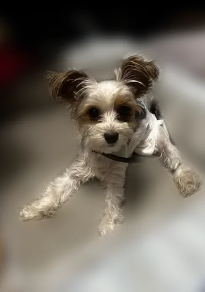 Lost dog, Irene Avenue, 1798, Modesto - female - photo