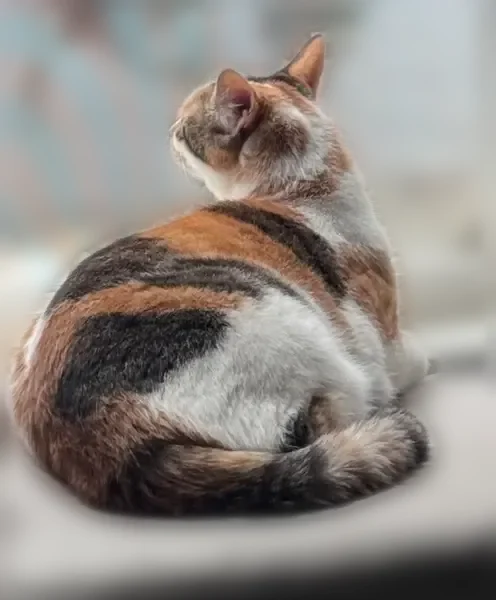 Lost cat, Telfair Avenue, 9959, Los Angeles - female calico American Shorthair - photo