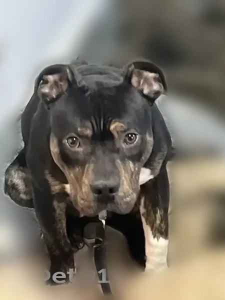 Lost dog male, Alder Street, 3938, Chicago - photo