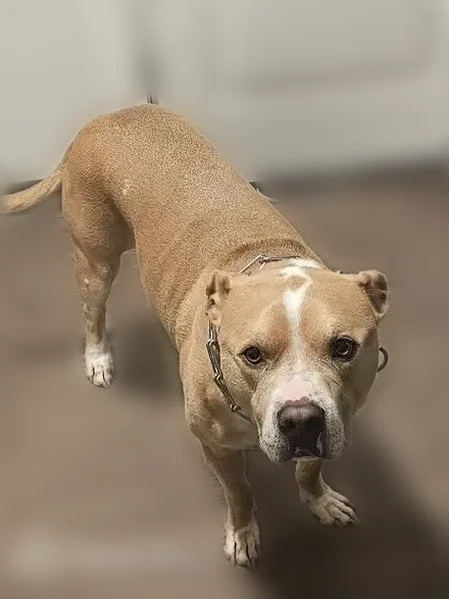 Lost dog, Old Ford Road, 1551, New Albany, Jeffersonville - male pitbull service animal - photo