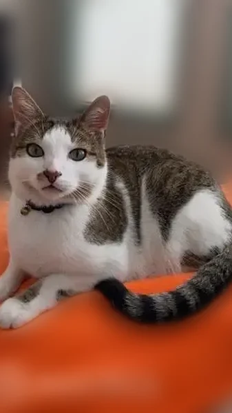 Lost cat, 110th Avenue Northeast, 12834, Kirkland - friendly male - photo