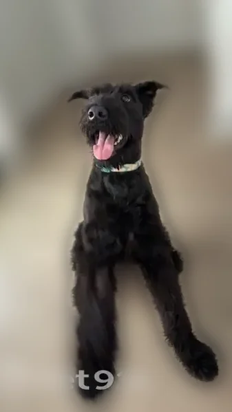 Lost dog, Nick Fitcheard Road Northwest, 650, Huntsville - female giant schnauzer - photo