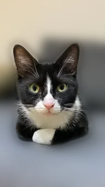 Lost cat, Bay Villa Avenue, 4556, Youngstown — female tuxedo DSH, white neck and paws - photo