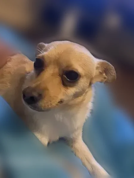 Lost dog, Whitham Drive, 8146, Indianapolis - female with a slight fractured front left paw - photo
