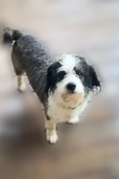 Lost dog, Hurricane, West Virginia - short-legged male, very sweet - photo