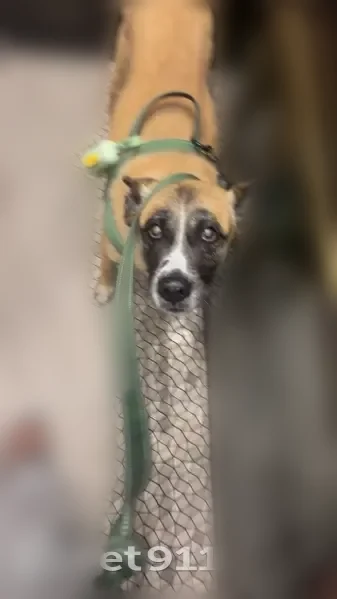 Lost dog, Tampa - female Belgian Malinois with patchy fur - photo