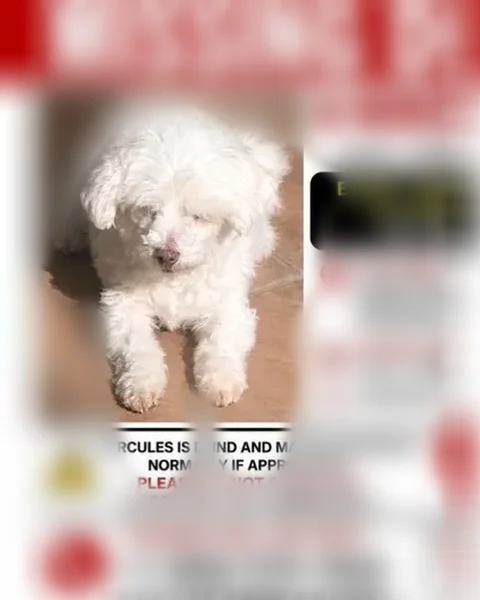 Lost dog, Whittier Boulevard, Pico Rivera - male, blind - photo