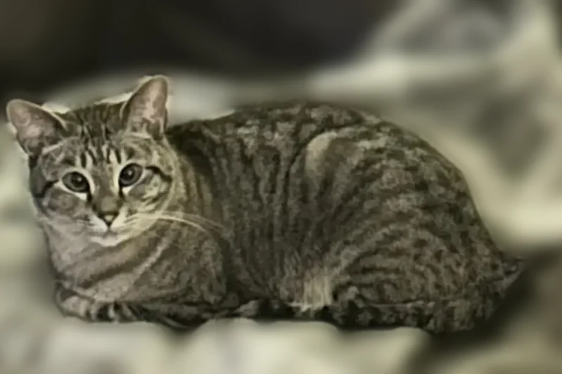Lost cat, Haley Renee Drive, Greenbrier, Arlington - female, blue eyes, declawed - photo