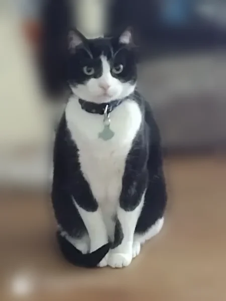 Lost cat, Dream Lane, 6377, Watauga, Watauga - male, wearing a harness and a flea collar - photo