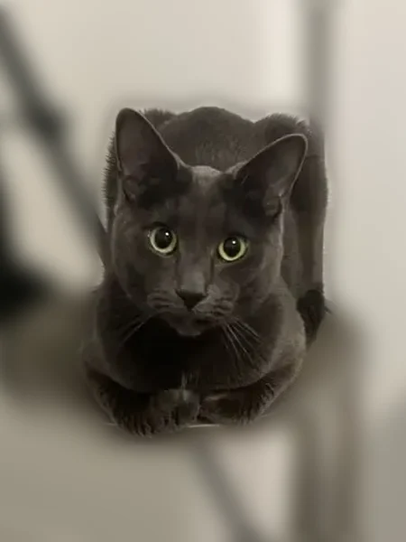 Lost cat, Tabor Street, 5156, Wheat Ridge, Wheat Ridge — female Russian Blue with a black collar - photo