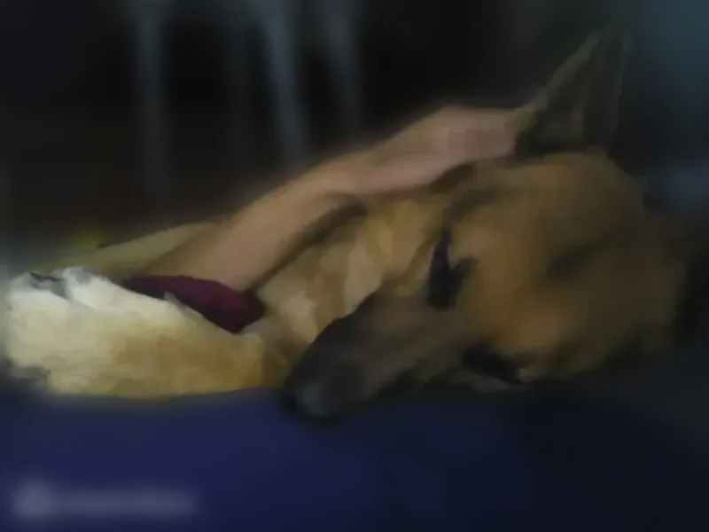 Lost dog, Pablo Kisel Boulevard, 2400, Brownsville - male German shepherd, big paws - photo