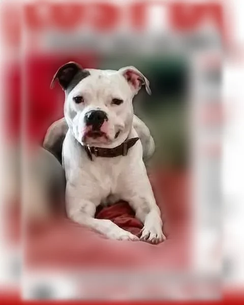 Lost dog, Tulane Drive, 4815, Baton Rouge, Mobile - male, mostly white, not neutered, under 2 years old - photo