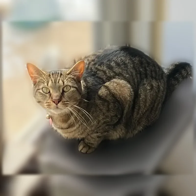 Lost cat, Walsh Avenue, 5501, East Chicago - male tabby with a pink tag - photo