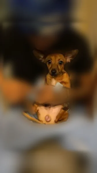 Lost dog, East Van Buren Street, 5104, Phoenix - brown, very shy - photo