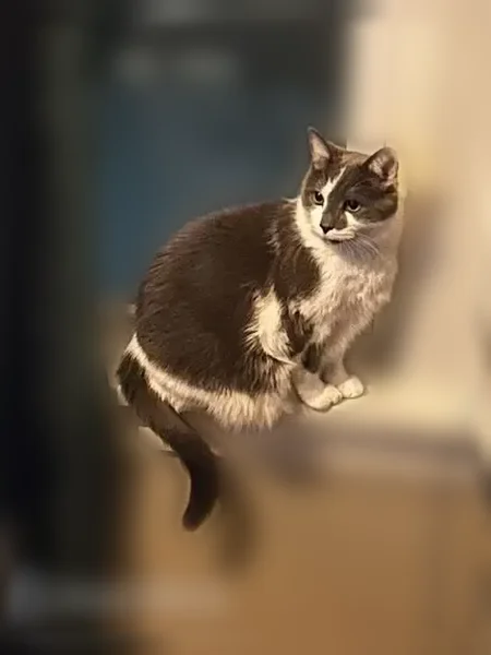 Lost cat, Pierce Street Northeast, 627, Minneapolis - male, grey and white coat - photo