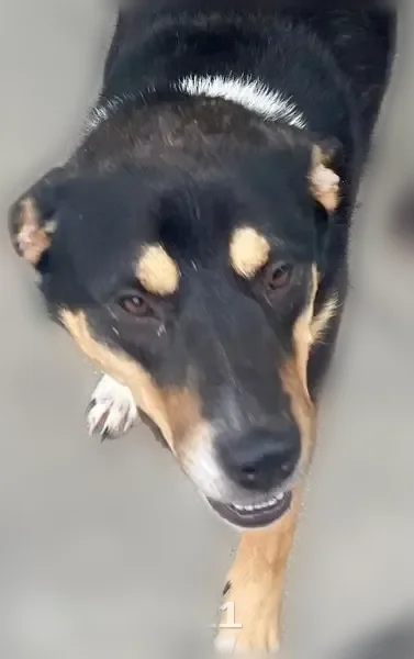 Found dog, 11th Street, 813, Huntsville - female, black and tan, following a young man - photo