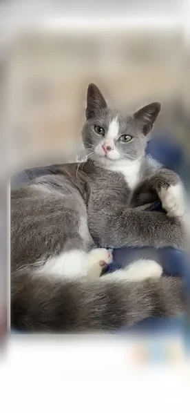 Lost cat, Foley, Alabama, Mobile - male, grey with white markings - photo