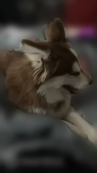 Lost dog, Gera Road, 8926, Birch Run - male - photo