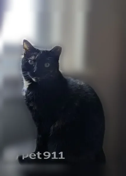 Lost cat, Hamilton, Ontario - female, tipped left ear - photo