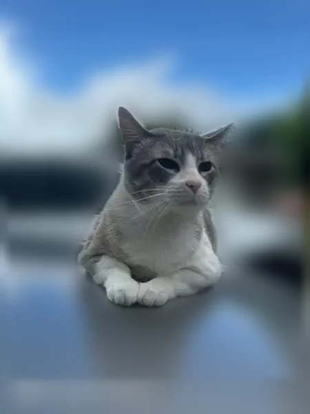 Lost cat, Canal Street, 7728, Houston - male, indoor, white and gray fur - photo