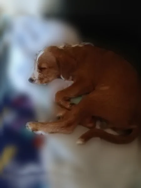 Lost dog - female, Lawrence Avenue East, Toronto, brown with white on face, neck and tip of tail - photo