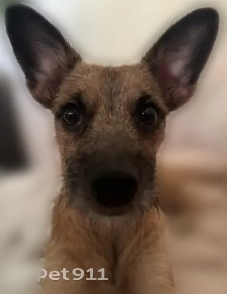 Lost dog, Hiahia Loop, Waipahu - friendly small golden brown dog with a white beard-like face - photo