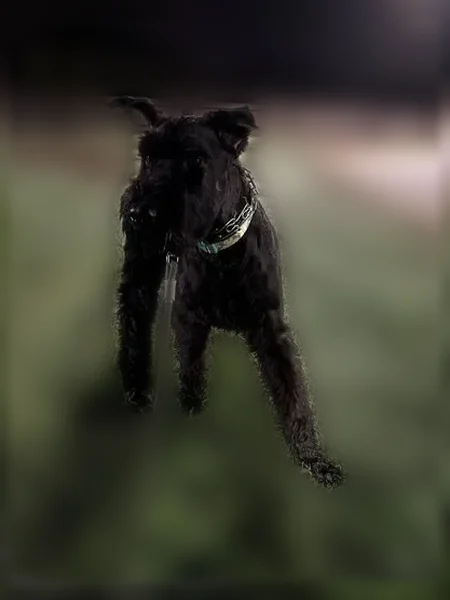 Lost dog, Frontage Road, Huntsville — female Giant Schnauzer, solid black, clipped tail, pointy ears - photo