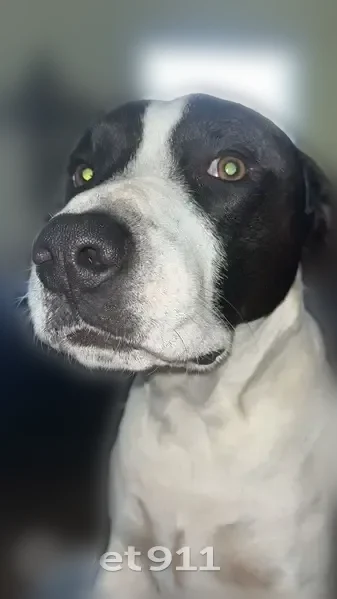 Lost dog, male, Northshore Drive, 2503, Benton, Arlington - very dark brown, blue harness - photo
