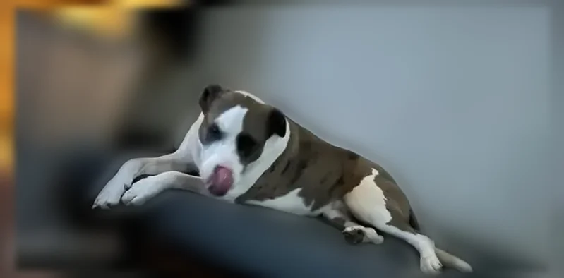 Lost dog, Northshore Drive, 2503, Benton, Arlington - female pitbull Catahoula mix - photo