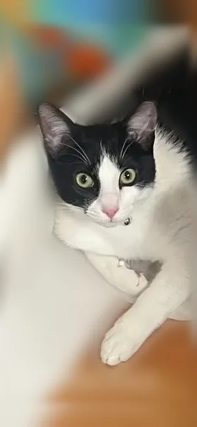 Lost cat, 42nd Avenue Northeast, 7029, Seattle - male, friendly black and white cat - photo