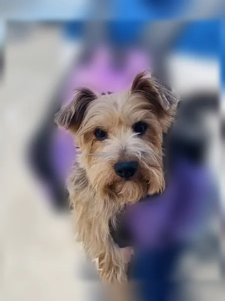 Lost dog, Southwest 62nd Street, 301, Oklahoma City - microchipped - photo