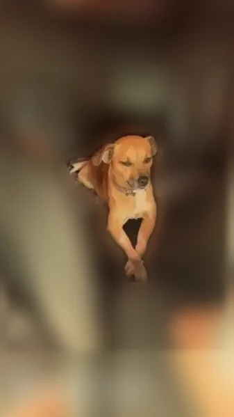 Lost dog - female, Independence Avenue, Akron, Columbus - white chest, pink harness - photo